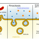 Diferencia entre la pinocitosis y la endocitosis mediada por receptores