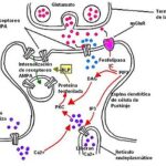 Diferencia entre la potenciación a largo plazo y la depresión a largo plazo