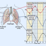 Diferencia entre la presión alveolar y la presión pleural