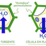 Diferencia entre la presión de turgencia y la presión de la pared