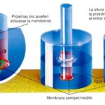Diferencia entre la presión de turgencia y la presión osmótica
