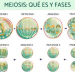 Diferencia entre la profase 1 y 2