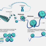 Diferencia entre la proteína histona y la proteína no histona