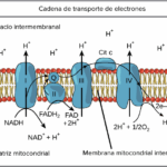 Diferencia entre la quimiosmosis y la cadena de transporte de electrones