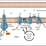 Diferencia entre la quimiosmosis y la fosforilación oxidativa