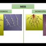 Diferencia entre la raíz de una monocotiledónea y una dicotiledónea