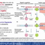 Diferencia entre la regulación genética positiva y negativa