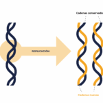 Diferencia entre la replicación y la duplicación del ADN