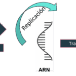 Diferencia entre la replicación y la transcripción del ADN