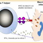 Diferencia entre la respuesta inmunitaria a bacterias y virus