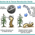 Diferencia entre la Revolución Verde y la Revolución Genética