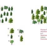 Diferencia entre la riqueza de especies y la uniformidad de especies