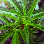 Diferencia entre la selección de masa y la selección de línea pura