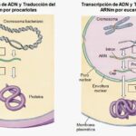 Diferencia entre la síntesis de proteínas en procariotas y eucariotas