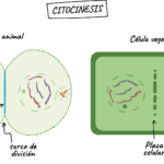 Diferencia entre la telofase y la citocinesis
