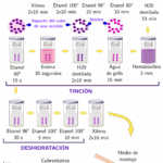 Diferencia entre la tinción regresiva y progresiva