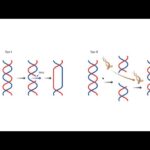 Diferencia entre la topoisomerasa I y II