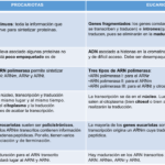 Diferencia entre la transcripción procariota y eucariota