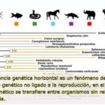 Diferencia entre la transferencia vertical y horizontal de genes