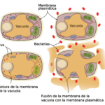Diferencia entre la vacuola contráctil y la vacuola alimentaria