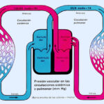 Diferencia entre la ventilación alveolar y la ventilación pulmonar