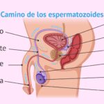 Diferencia entre la vesícula seminal y la glándula prostática
