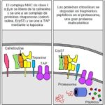 Diferencia entre la vía citosólica y la endocítica