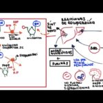 Diferencia entre la vía de salvamento y la síntesis de novo
