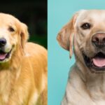 Diferencia entre Labrador y Golden Retriever
