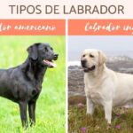 Diferencia entre Labrador y Labrador Retriever