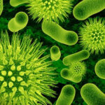 Diferencia entre Lactobacillus y bacterias del ácido láctico