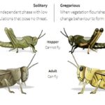Diferencia entre langostas y cigarras