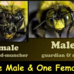 Diferencia entre las abejas carpinteras macho y hembra