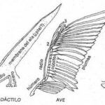 Diferencia entre las alas de los insectos y las de los pájaros