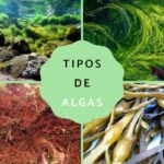 Diferencia entre las algas de agua dulce y las algas marinas