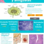 Diferencia entre las amígdalas y los ganglios linfáticos
