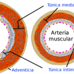 Diferencia entre las arterias elásticas y musculares