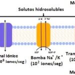 Diferencia entre las bombas de iones y los canales cerrados