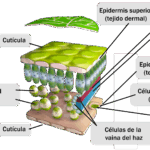 Diferencia entre las células del mesófilo y las células de la vaina del haz