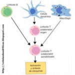 Diferencia entre las células dendríticas y las células de Langerhans
