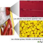 Diferencia entre las células grasas y las células musculares