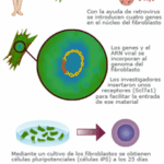 Diferencia entre las células madre embrionarias y las células madre pluripotentes inducidas