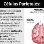 Diferencia entre las células parietales y principales