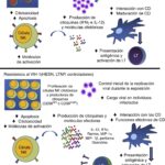 Diferencia entre las células T citotóxicas y las células asesinas naturales