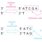 Diferencia entre las enzimas de restricción tipo 1 2 y 3