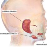 Diferencia entre las glándulas parótida submandibular y sublingual