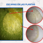 Diferencia entre las hojas de follaje y las hojas de escama