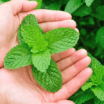 Diferencia entre las hojas de menta y las hojas aromáticas