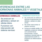 Diferencia entre las hormonas animales y vegetales