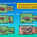 Diferencia entre las lombrices de tierra y las lombrices de compost